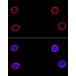 Immunofluorescence - Anti-Lamin B1 Antibody (A91002) - Antibodies.com