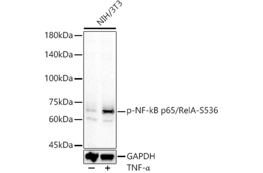 Western Blot - Anti-NF-kB p65 (phospho Ser536) Antibody (A91007) - Antibodies.com