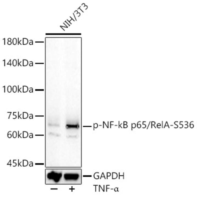 Western Blot - Anti-NF-kB p65 (phospho Ser536) Antibody (A91007) - Antibodies.com