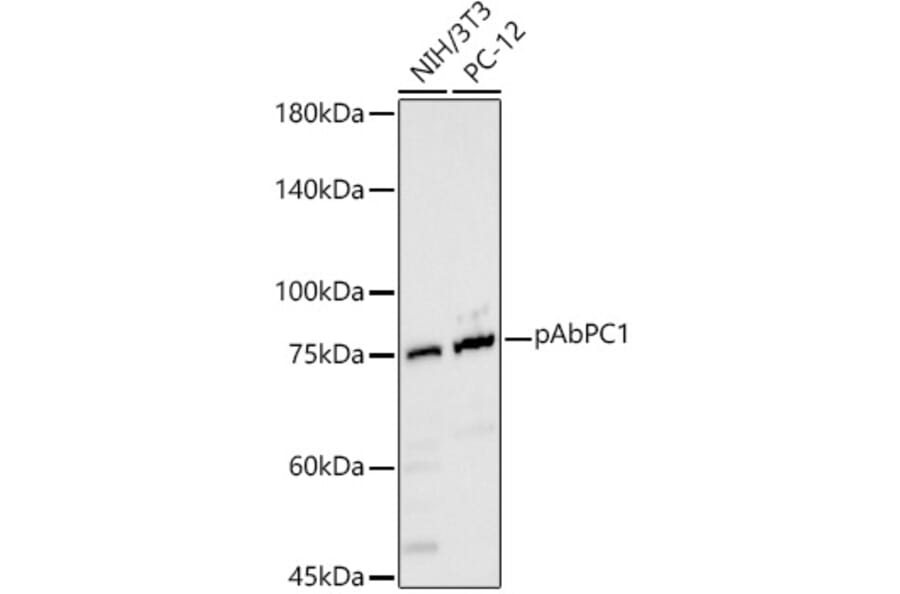 Western Blot - Anti-PABP Antibody (A91009) - Antibodies.com