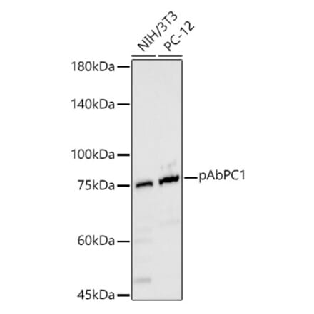 Western Blot - Anti-PABP Antibody (A91009) - Antibodies.com