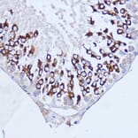 Immunohistochemistry - Anti-PABP Antibody (A91009) - Antibodies.com