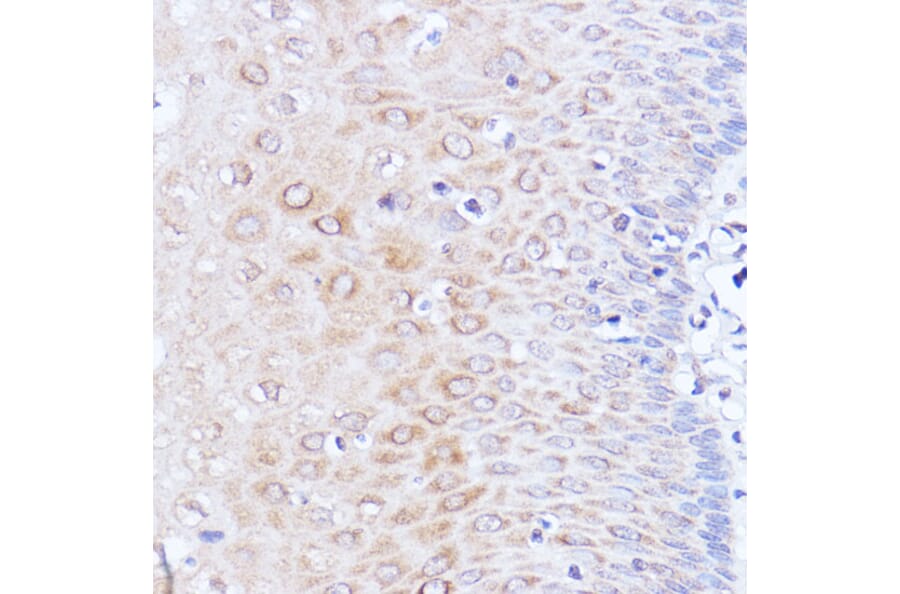 Immunohistochemistry - Anti-PABP Antibody (A91009) - Antibodies.com