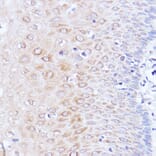 Immunohistochemistry - Anti-PABP Antibody (A91009) - Antibodies.com