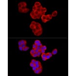 Immunofluorescence - Anti-PABP Antibody (A91009) - Antibodies.com