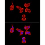 Immunofluorescence - Anti-PABP Antibody (A91009) - Antibodies.com
