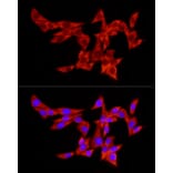 Immunofluorescence - Anti-PABP Antibody (A91009) - Antibodies.com