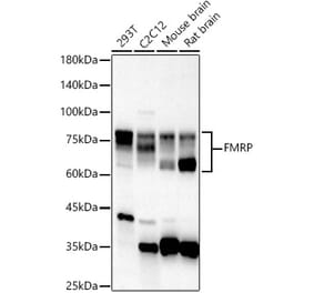 Western Blot - Anti-FMRP Antibody (A91010) - Antibodies.com