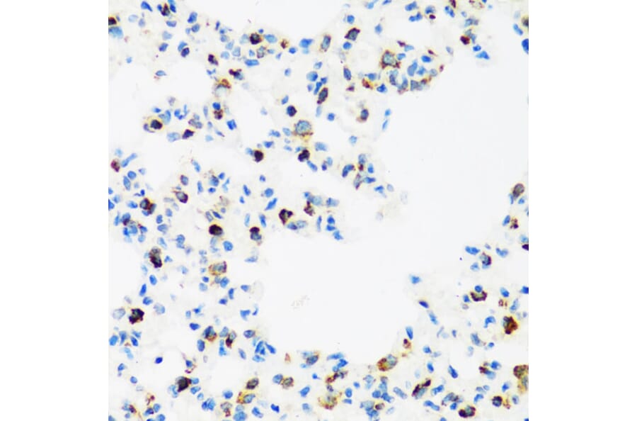 Immunohistochemistry - Anti-FMRP Antibody (A91010) - Antibodies.com