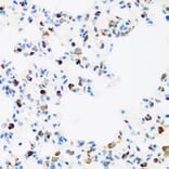 Immunohistochemistry - Anti-FMRP Antibody (A91010) - Antibodies.com