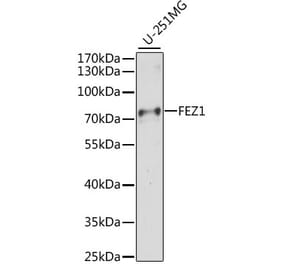 Western Blot - Anti-FEZ1 Antibody (A91013) - Antibodies.com