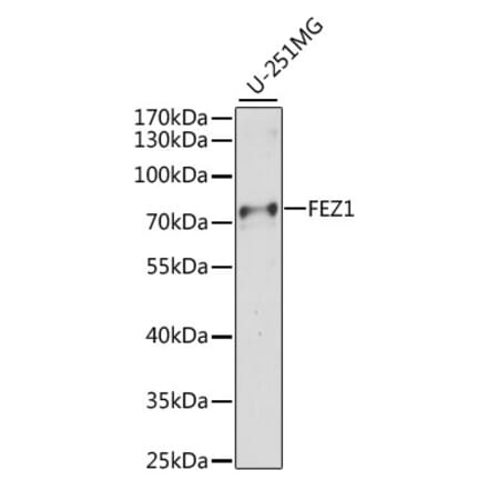 Western Blot - Anti-FEZ1 Antibody (A91013) - Antibodies.com