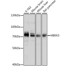 Western Blot - Anti-MEKK3 Antibody (A91015) - Antibodies.com