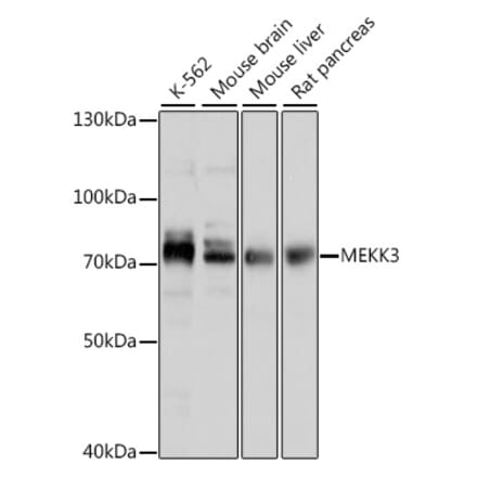 Western Blot - Anti-MEKK3 Antibody (A91015) - Antibodies.com