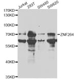 Western Blot - Anti-ZNF264 Antibody (A14089) - Antibodies.com