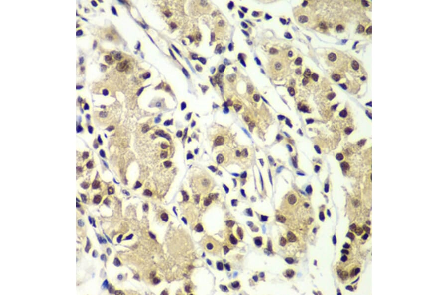 Immunohistochemistry - Anti-ZNF264 Antibody (A14089) - Antibodies.com
