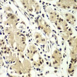 Immunohistochemistry - Anti-ZNF264 Antibody (A14089) - Antibodies.com
