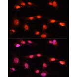 Immunofluorescence - Anti-ZNF264 Antibody (A14089) - Antibodies.com