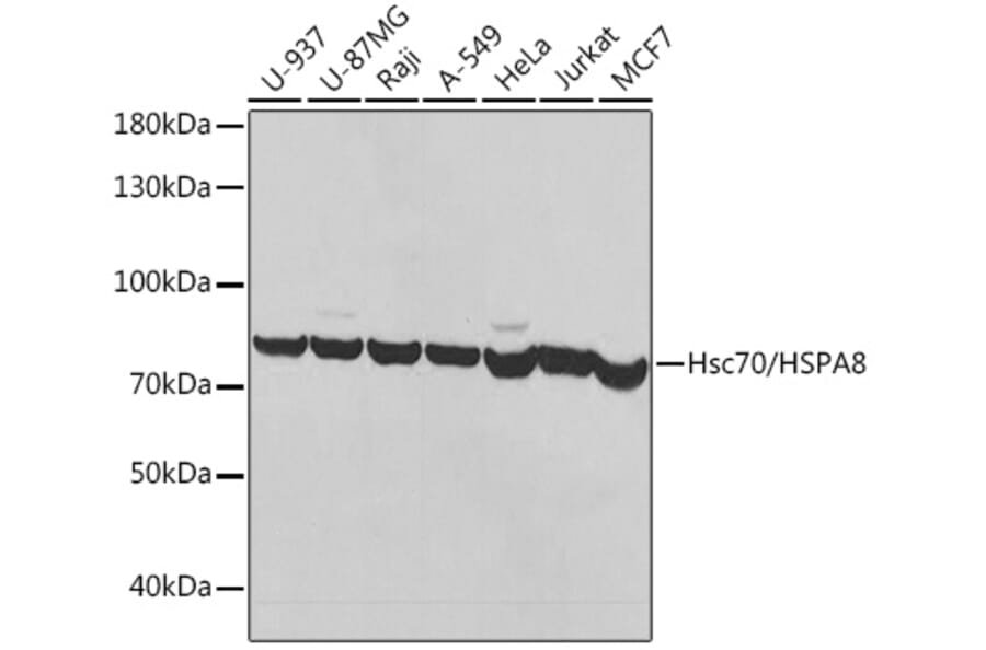 Western Blot - Anti-Hsc70 Antibody (A91017) - Antibodies.com
