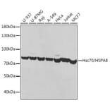 Western Blot - Anti-Hsc70 Antibody (A91017) - Antibodies.com