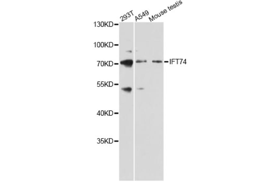Western Blot - Anti-IFT74 Antibody (A12673) - Antibodies.com