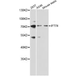 Western Blot - Anti-IFT74 Antibody (A12673) - Antibodies.com