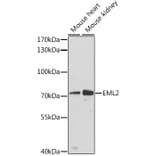 Western Blot - Anti-EML2 Antibody (A91019) - Antibodies.com