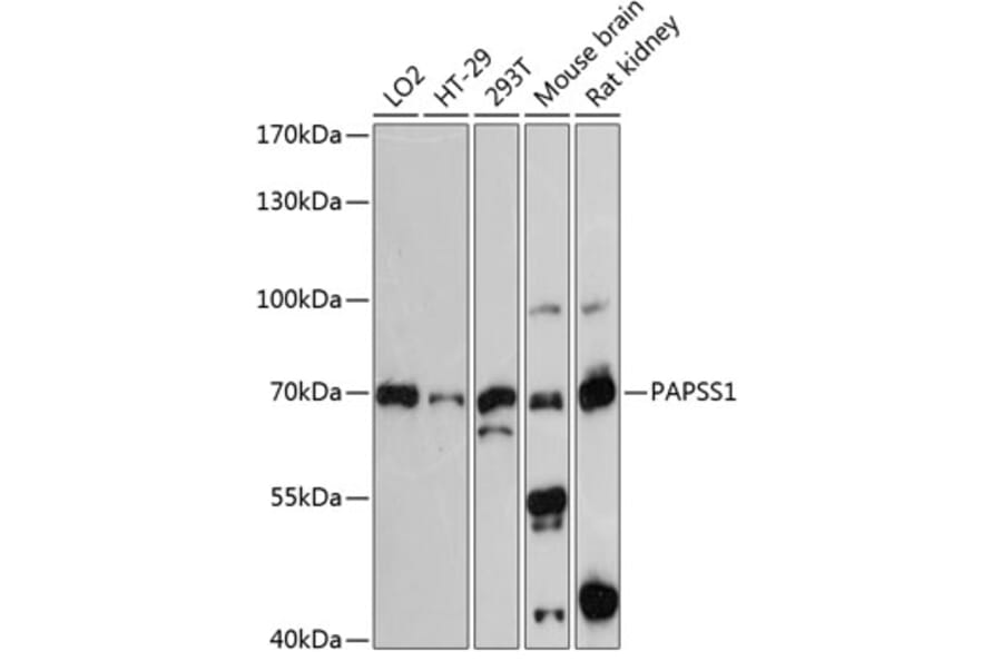 Western Blot - Anti-PAPSS1 Antibody (A91021) - Antibodies.com