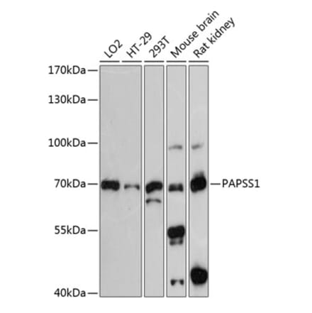 Western Blot - Anti-PAPSS1 Antibody (A91021) - Antibodies.com