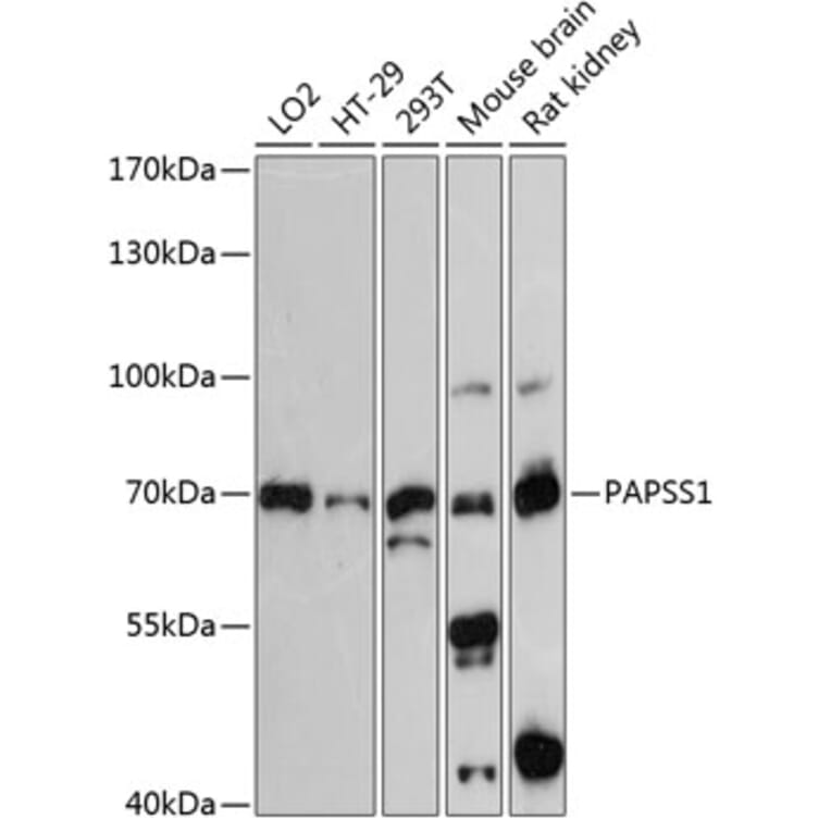 Western Blot - Anti-PAPSS1 Antibody (A91021) - Antibodies.com