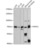 Western Blot - Anti-PAPSS1 Antibody (A91021) - Antibodies.com
