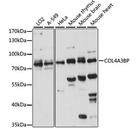 Western Blot - Anti-CERT Antibody (A91025) - Antibodies.com