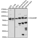 Western Blot - Anti-CERT Antibody (A91025) - Antibodies.com