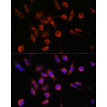 Immunofluorescence - Anti-CERT Antibody (A91025) - Antibodies.com