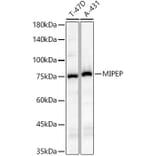 Western Blot - Anti-MIPEP Antibody (A91029) - Antibodies.com