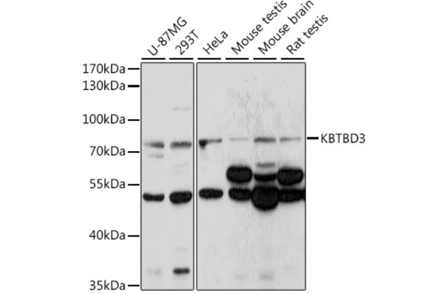 Western Blot - Anti-KBTBD3 Antibody (A91030) - Antibodies.com