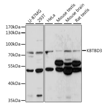 Western Blot - Anti-KBTBD3 Antibody (A91030) - Antibodies.com