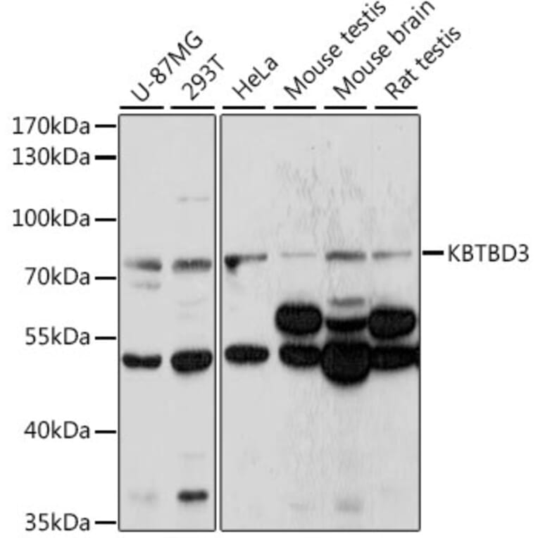 Western Blot - Anti-KBTBD3 Antibody (A91030) - Antibodies.com