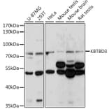 Western Blot - Anti-KBTBD3 Antibody (A91030) - Antibodies.com