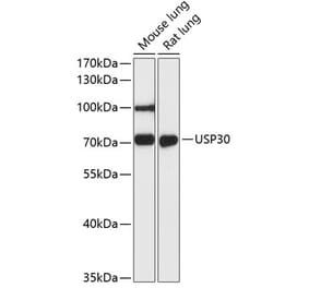 Western Blot - Anti-USP30 Antibody (A91031) - Antibodies.com
