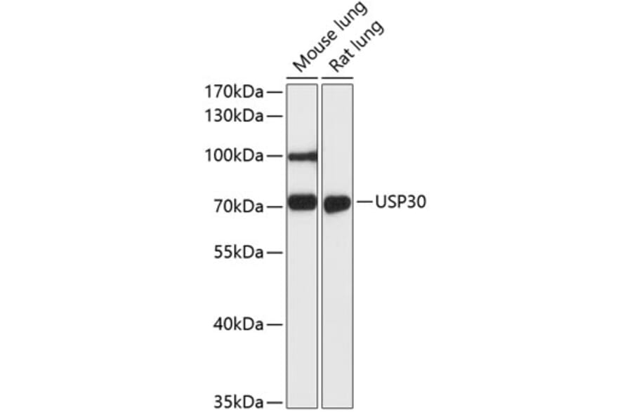 Western Blot - Anti-USP30 Antibody (A91031) - Antibodies.com