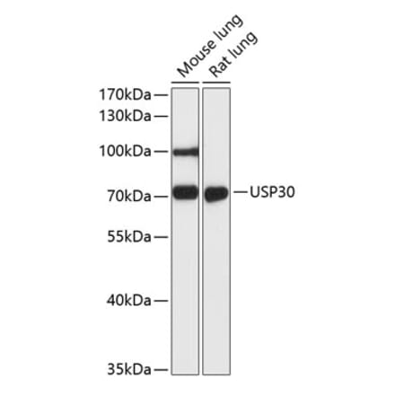 Western Blot - Anti-USP30 Antibody (A91031) - Antibodies.com