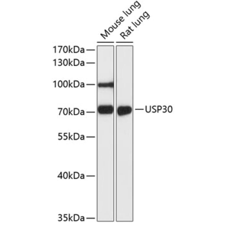 Western Blot - Anti-USP30 Antibody (A91031) - Antibodies.com