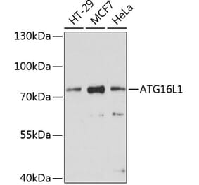 Western Blot - Anti-ATG16L1 Antibody (A91033) - Antibodies.com