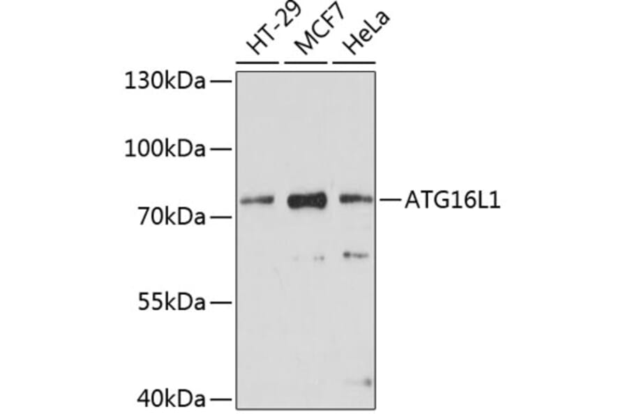 Western Blot - Anti-ATG16L1 Antibody (A91033) - Antibodies.com