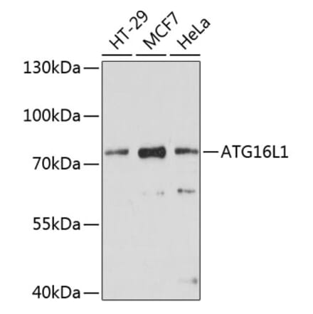 Western Blot - Anti-ATG16L1 Antibody (A91033) - Antibodies.com