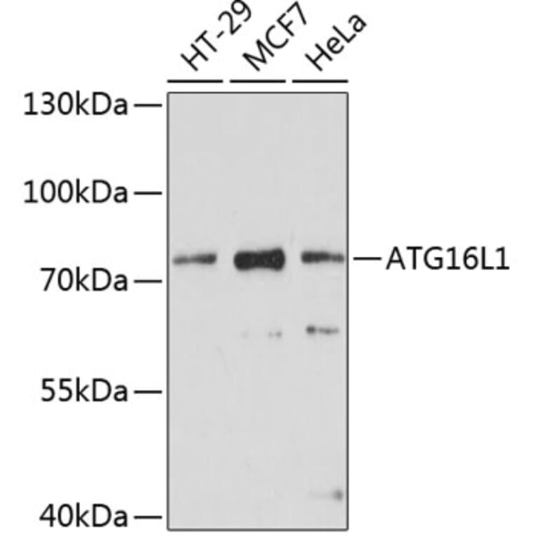 Western Blot - Anti-ATG16L1 Antibody (A91033) - Antibodies.com