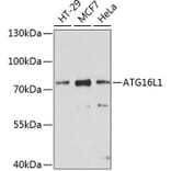 Western Blot - Anti-ATG16L1 Antibody (A91033) - Antibodies.com