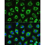 Immunofluorescence - Anti-ATG16L1 Antibody (A91033) - Antibodies.com