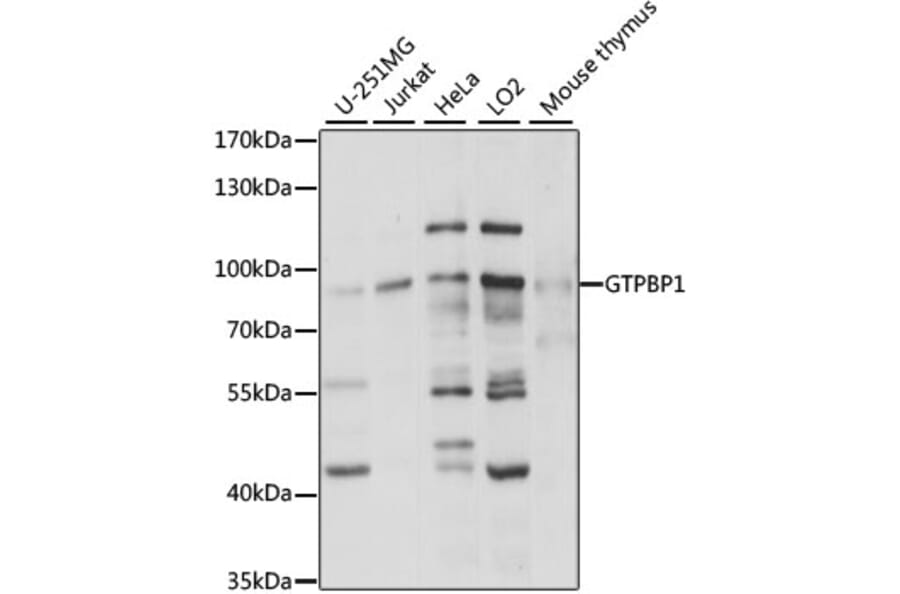 Western Blot - Anti-GTPBP1 Antibody (A91039) - Antibodies.com